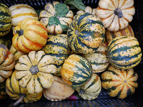 Greenmarket Winter Squash