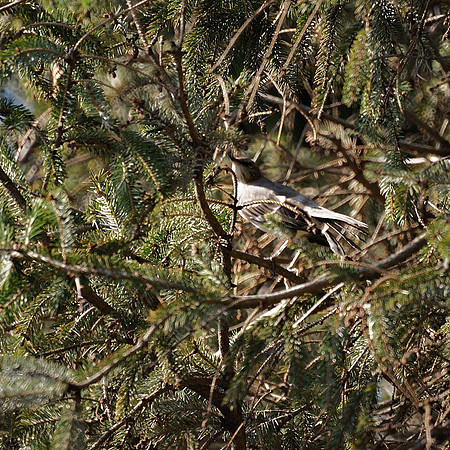 Mockingbird, NY Botanical Garden