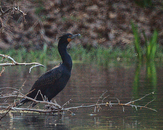 Double-Crested Cormorant