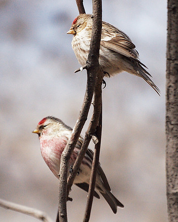 Common Redpolls, Central Park