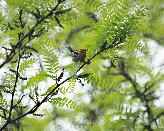 Blackburnian Warbler, Central Park