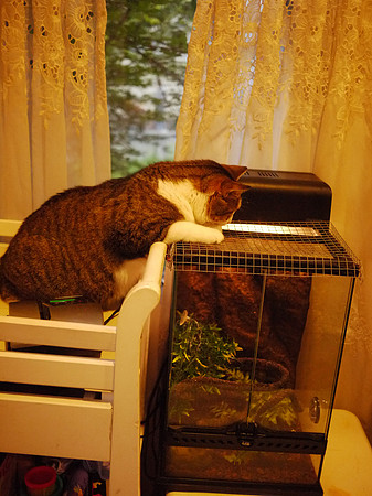 Tiger observes the lizard tank