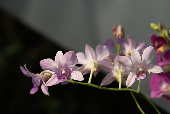 Dendrobium hybrid