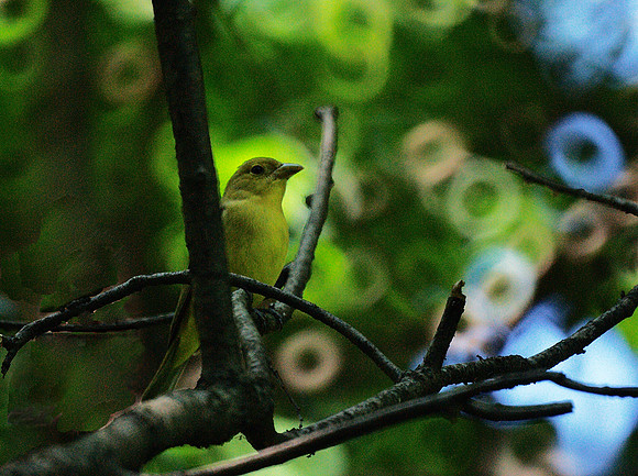 Scarlet Tanager, enhaloed