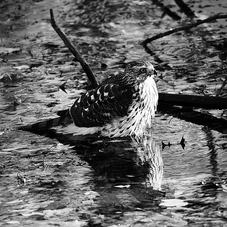 Juvenile Cooper's Hawk