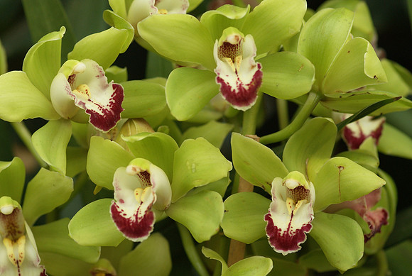 Cymbidium Enzan Current "Aquarius"