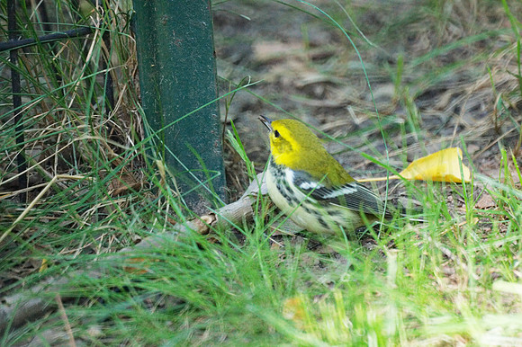 Black-throated Green Warbler, Central Park