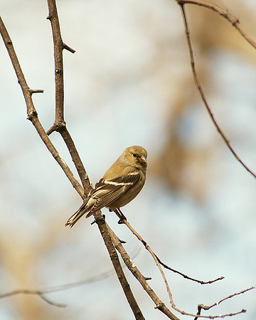 Goldfinch, Central Park