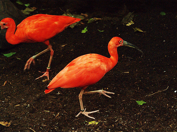 scarlet ibis