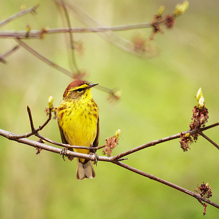 Palm Warbler, NY Botanical Garden