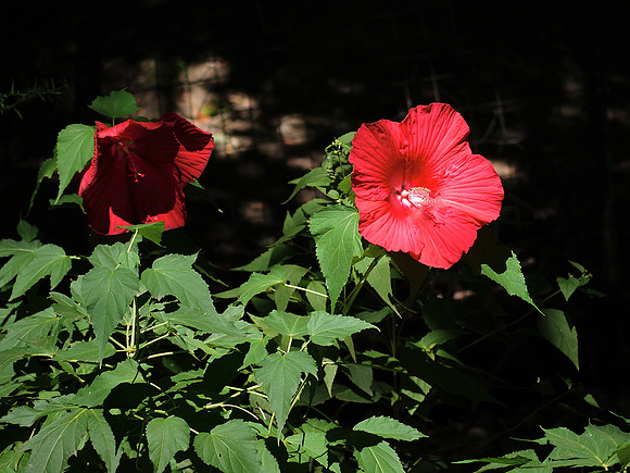 Hibiscus, Flushing Meadows Park