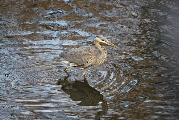 Great Blue Heron, Turtle Pond