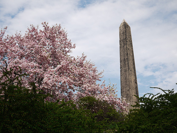 Magnolia, Cleopatra's Needle