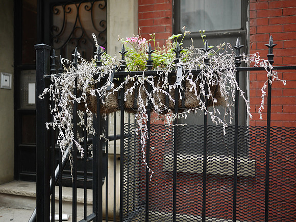 Flower box, Hell's Kitchen