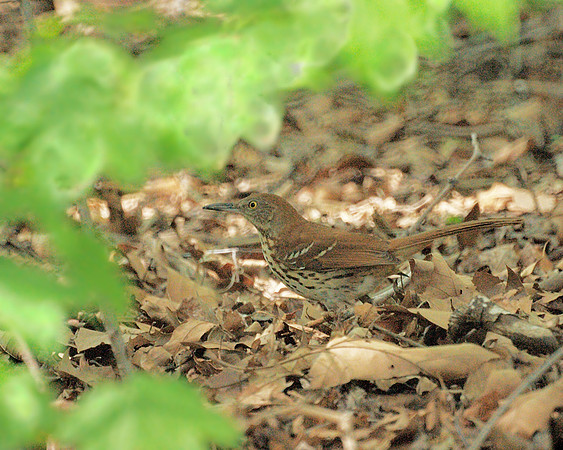 Brown Thrasher, Central Park