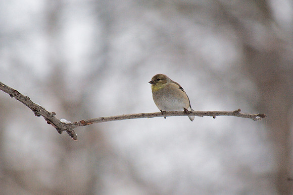 Goldfinch, winter