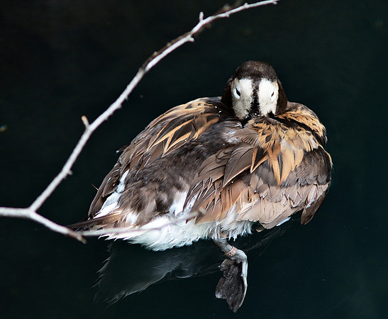 Sleepy duck, Central Park Zoo