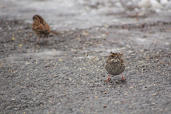 White-Throated Sparrow, Central Park