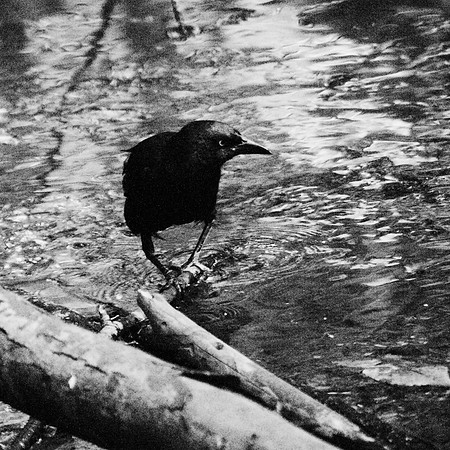 Grackle