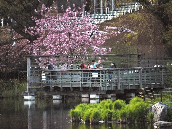 Ducks flying, Turtle Pond