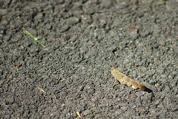 Grasshopper