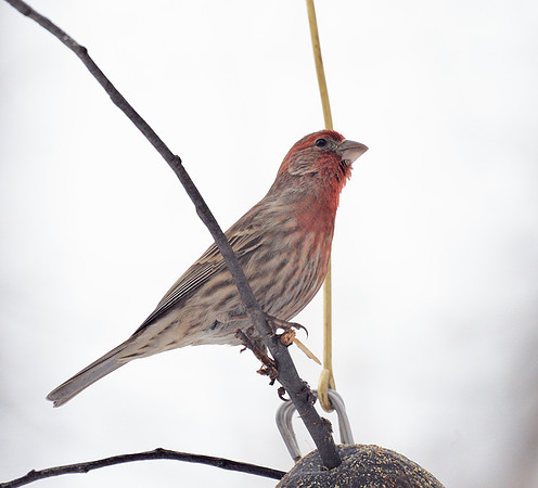 House Finch, Central Park