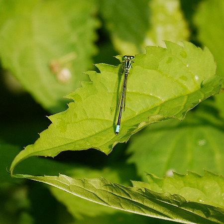 Dragonfly, Central Park