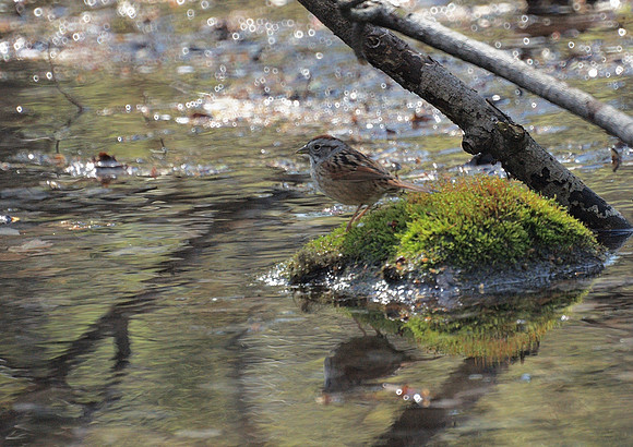 Swamp Sparrow, Central Park
