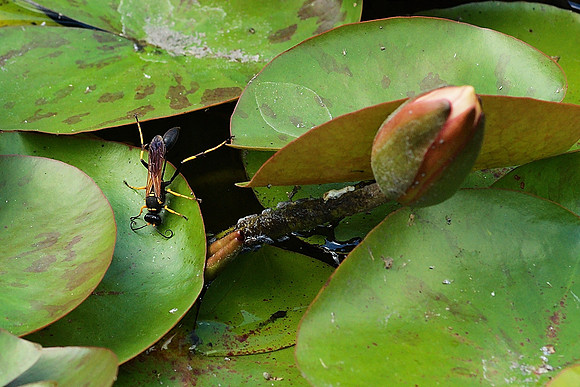 wasp and water lily