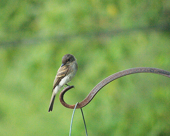 Eastern Phoebe