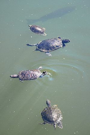 Turtle column
