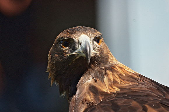 Golden Eagle