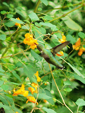 Hummingbird, Central Park
