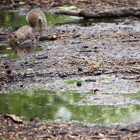 At Tupelo meadow, Central Park