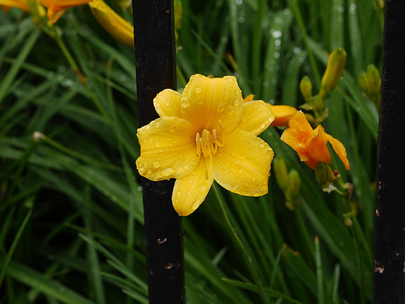 Daylily, Theodore Roosevelt Park