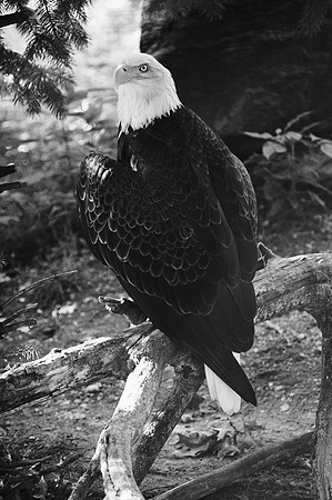 Bald Eagle, Queens Zoo