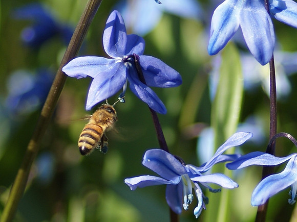 pollination in progress