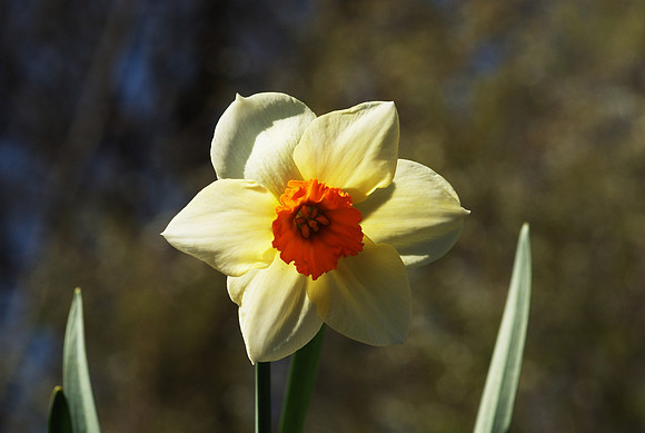 narcissus