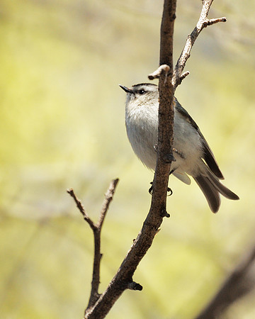 Golden-Crowned Kinglet, Central Park