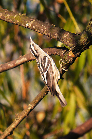 Black-and-White Warbler, Turtle Pond