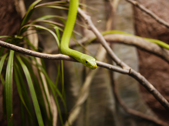 Eastern Green Mamba