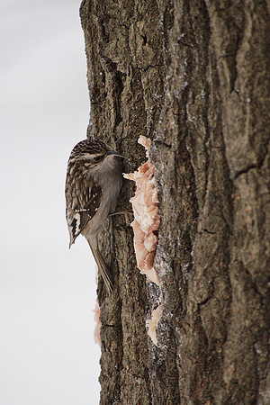 Brown Creeper, Central Park