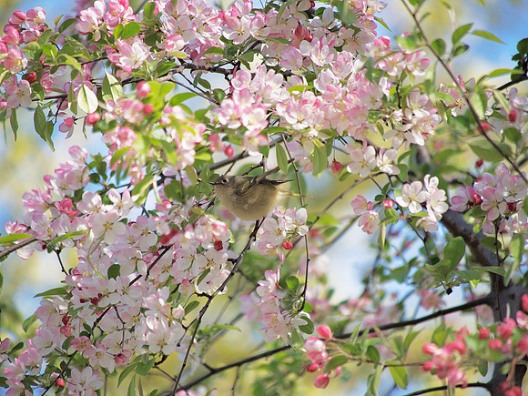Ruby-Crowned Kinglet, Central Park