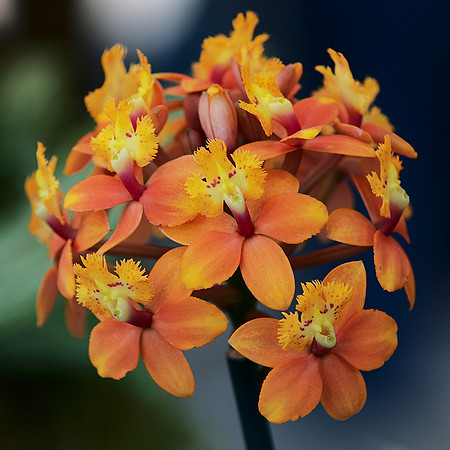 Great Ball of Orchid!