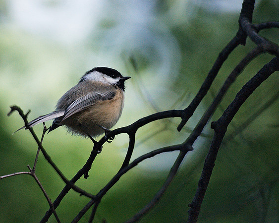 Black-Capped Chickadee, Central Park