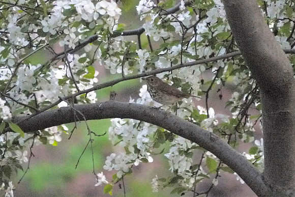 Thrush in cherry tree, Central Park