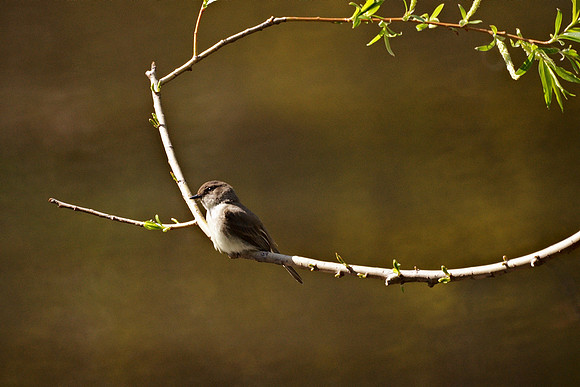 Eastern Phoebe