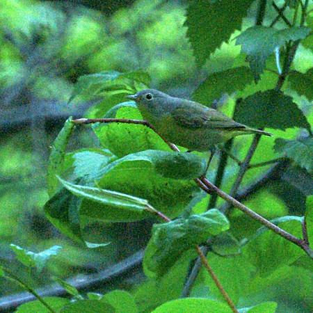 Nashville Warbler, Central Park