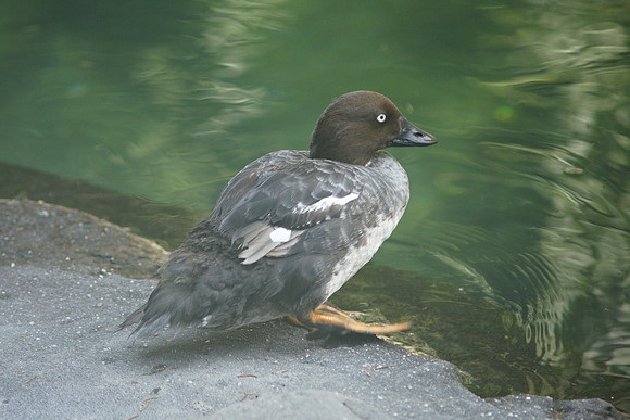 Goldeneye duck, Central Park Zoo