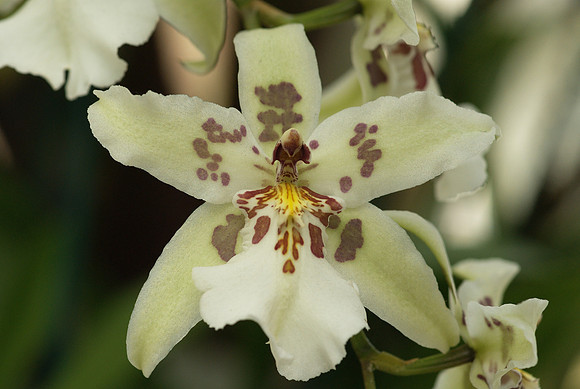Beallara Tahoma Glacier